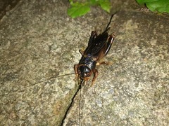 Tarbinskiellus portentosus