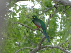 Apaloderma narina