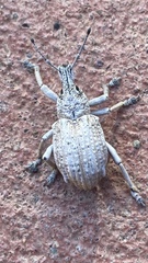 Leptopius robustus