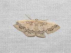 Idaea pseliota