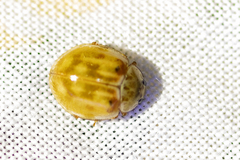 Adalia decempunctata