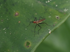 Neriidae