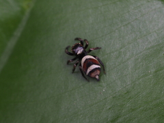 Ptocasius strupifer