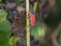 Leptocoris