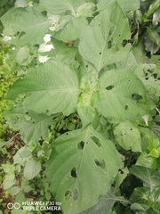Isoglossa woodii