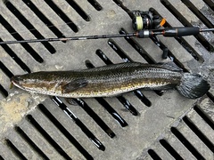 Channa striata