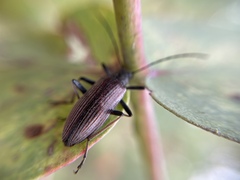 Alleculina