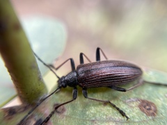 Alleculina