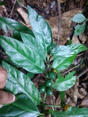 Mitriostigma axillare