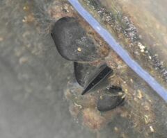 Mytilus galloprovincialis