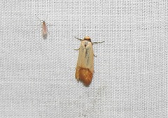 Heteroteucha dichroella