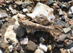 Sphingonotus rubescens