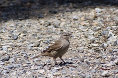 Climacteris picumnus