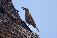 Climacteris picumnus