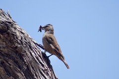 Climacteris picumnus