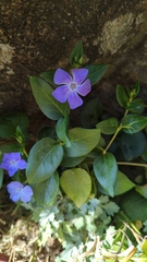 Vinca