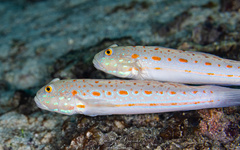 Valenciennea puellaris