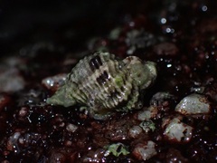 Paciocinebrina circumtexta