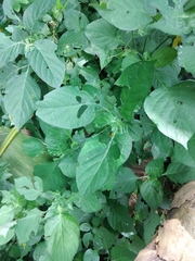 Isoglossa woodii