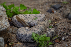 Crotalus mitchellii