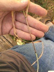 Bromus ciliatus