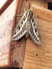 Hyles livornicoides
