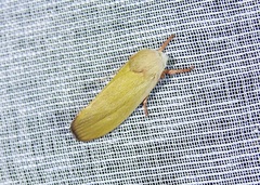 Cryptophasa rubescens
