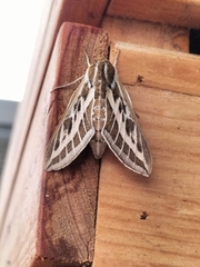 Hyles livornicoides