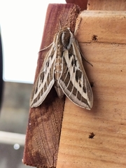 Hyles livornicoides