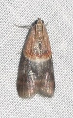 Acrobasis demotella