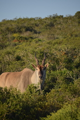 Tragelaphus oryx oryx