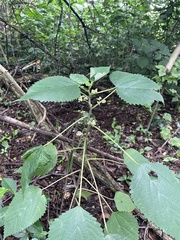 Laportea peduncularis