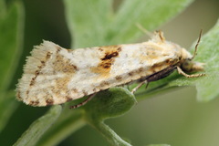 Cochylimorpha alternana