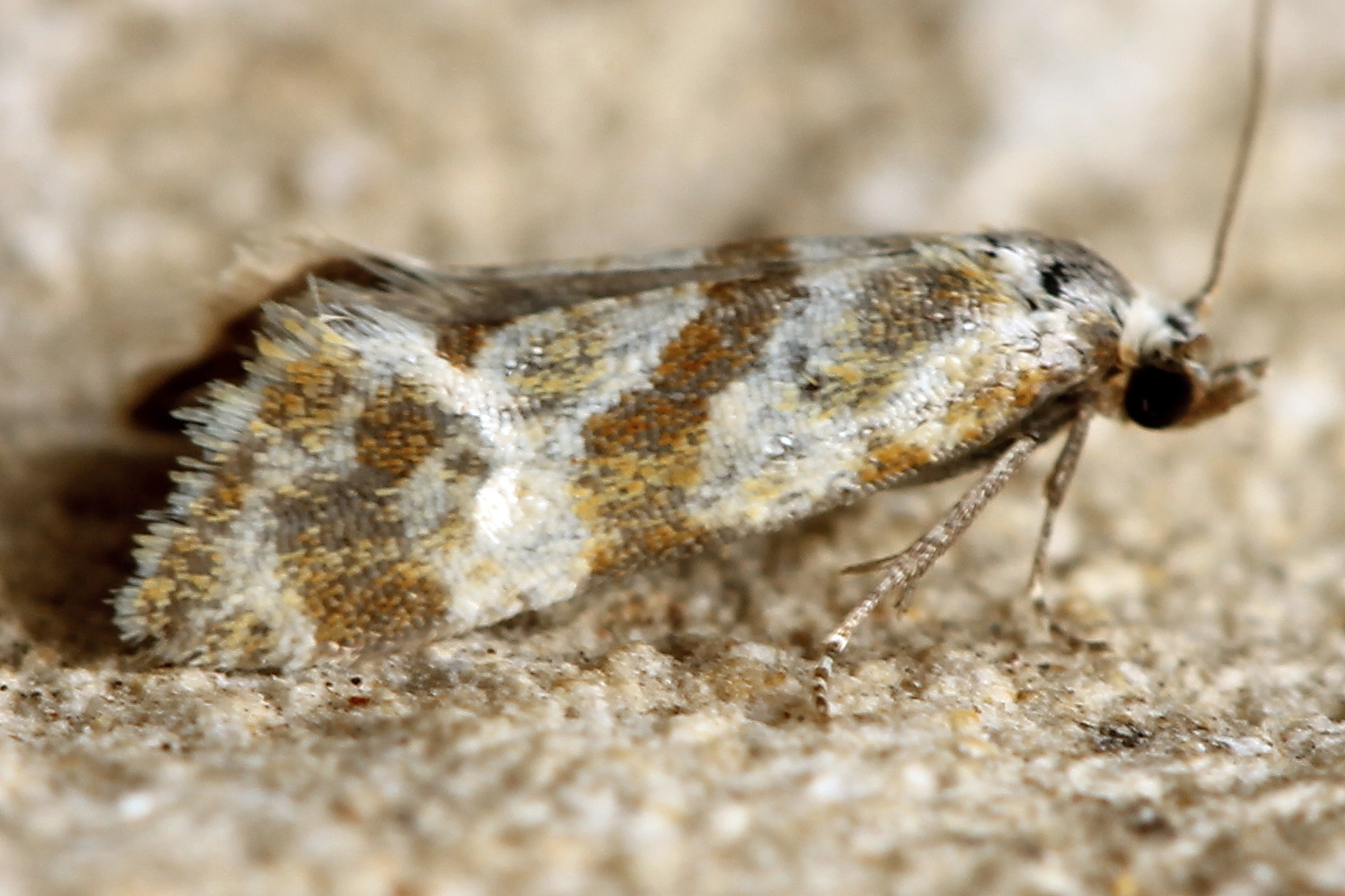 Aethes kindermanniana (Treitschke, 1830)