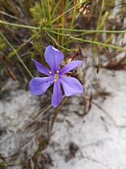 Aristea africana