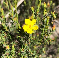 Hibbertia devitata