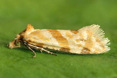 Aethes kindermanniana