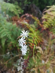 Silene burchellii