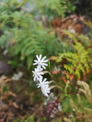 Silene burchellii