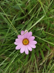 Dimorphotheca jucunda