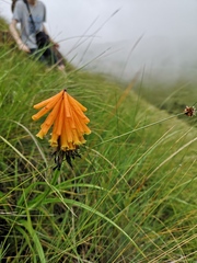 Kniphofia uvaria