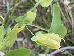 Passiflora subpeltata
