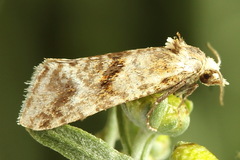 Cochylimorpha alternana