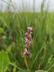 Disperis tysonii