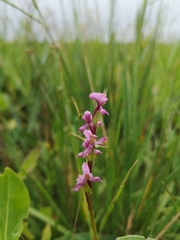 Disperis tysonii