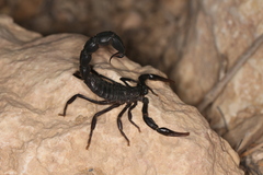 Androctonus