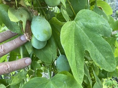 Passiflora subpeltata