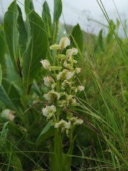 Pterygodium hastatum