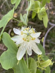 Passiflora subpeltata