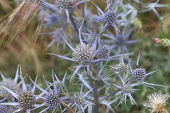 Eryngium bourgatii
